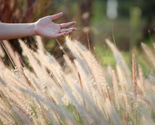 Hand of person frolicking through wheat field