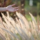 Hand of person frolicking through wheat field